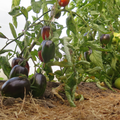 Rot und Blaue längliche Tomatenrarität