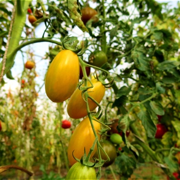Kleine längliche gelbe Demter Tomaten 