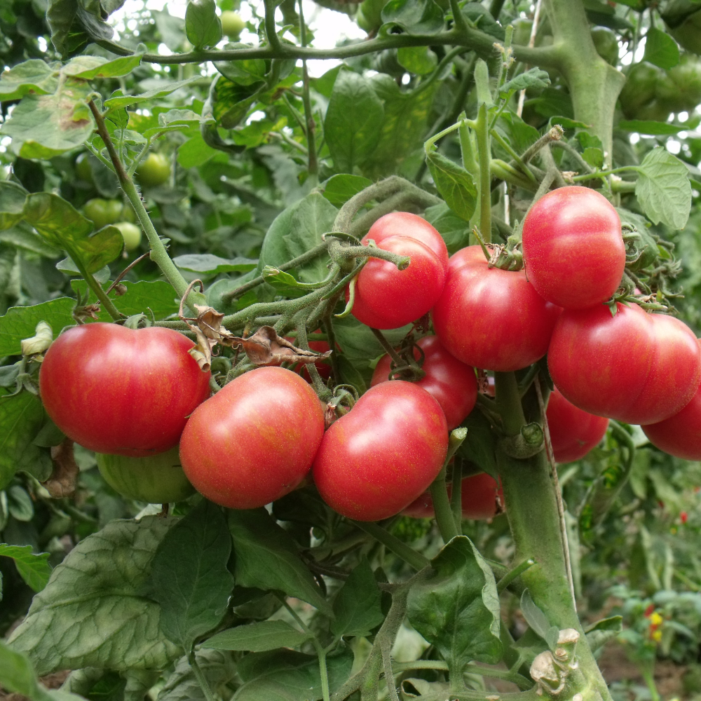Tomatensamen einer roten Tomate mit orangen Streifen