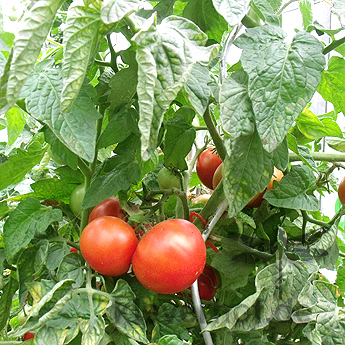 Orange Tomatenvielfalt