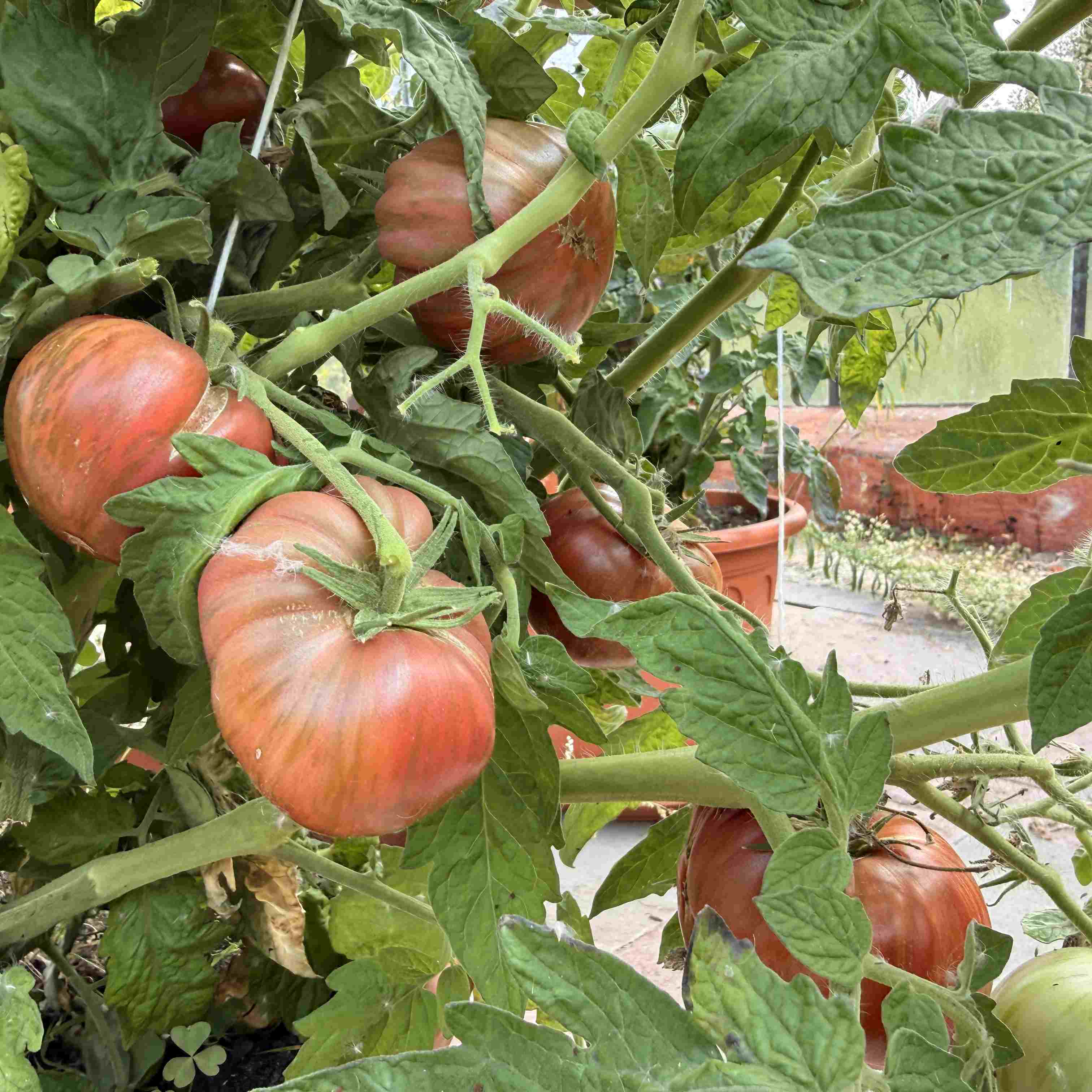 Tomatensaatgut Adelaide Festival
