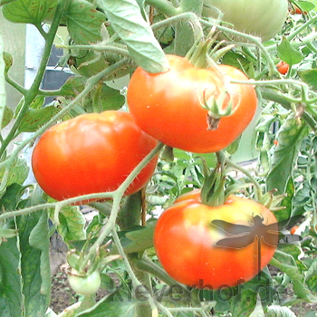 Orange Bio Tomatenvielfalt mit echtem Geschmack