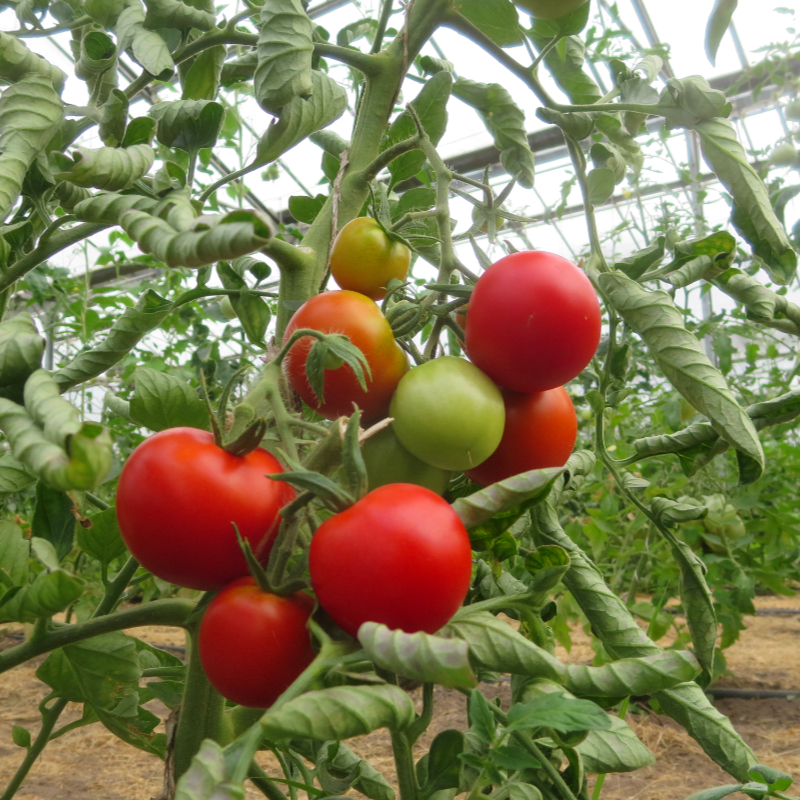 Roter Bio Liebesapfel