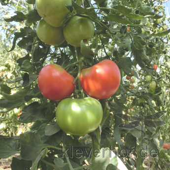 Alte Rote Tomatensorte
