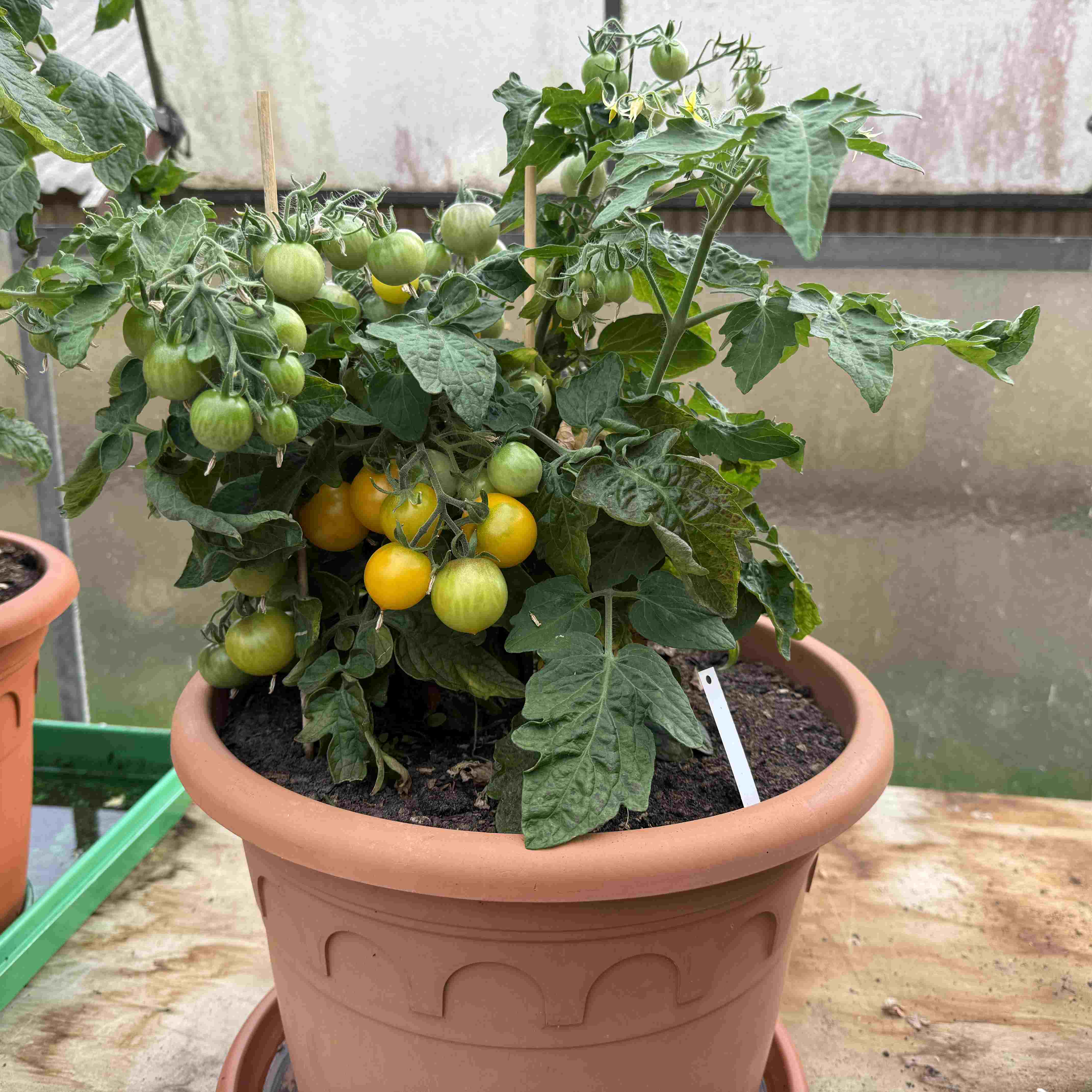Tomatensaatgut Balconi Yellow