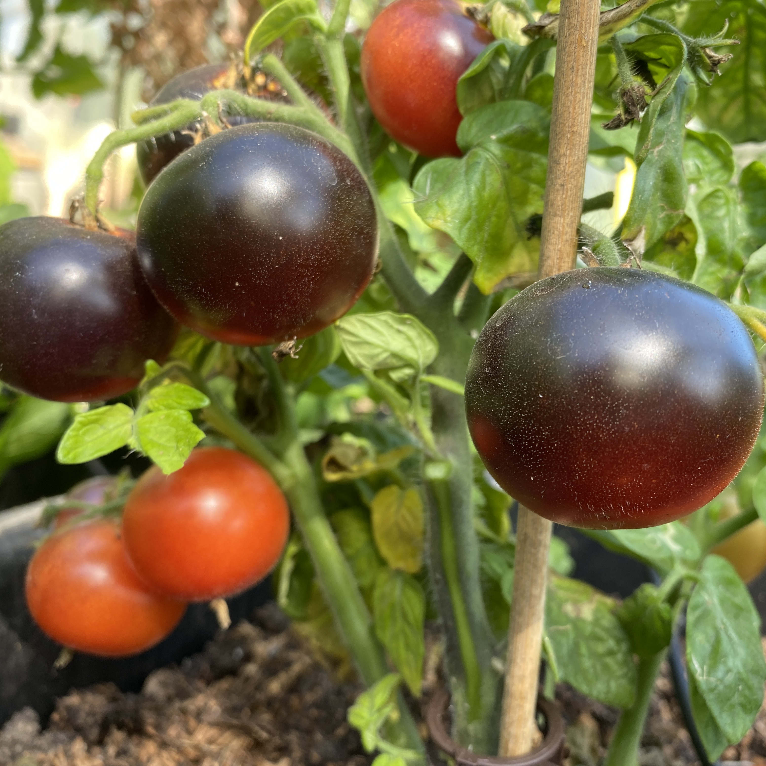 Tomatensaatgut Tartufo