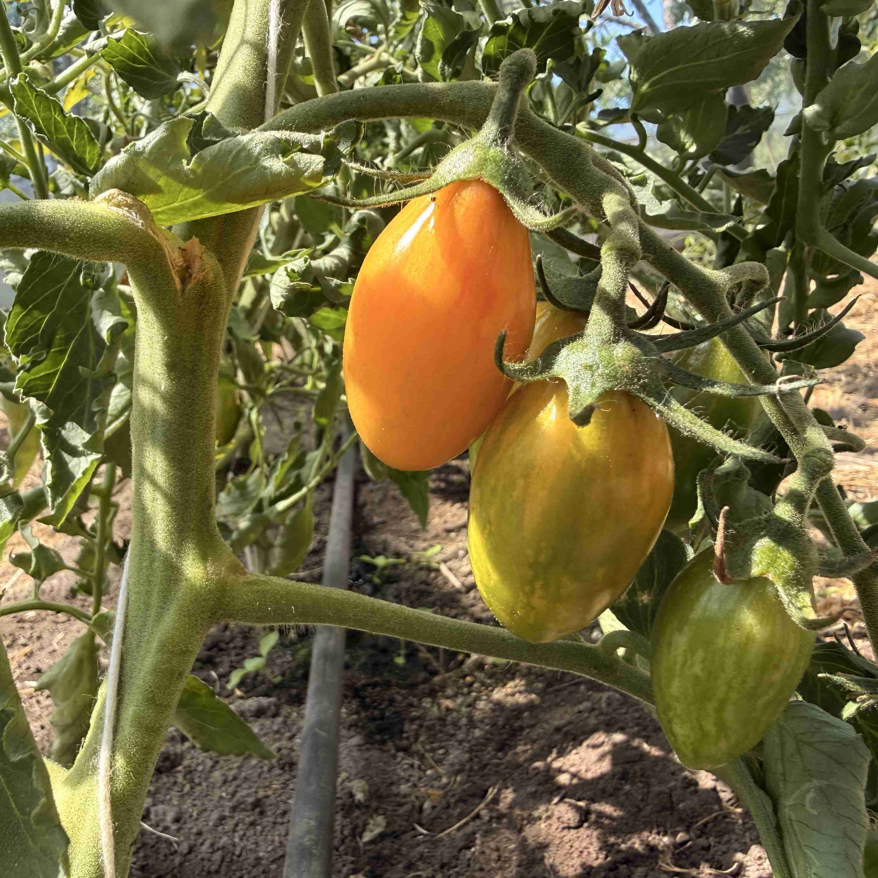 Tomatensaatgut Blush