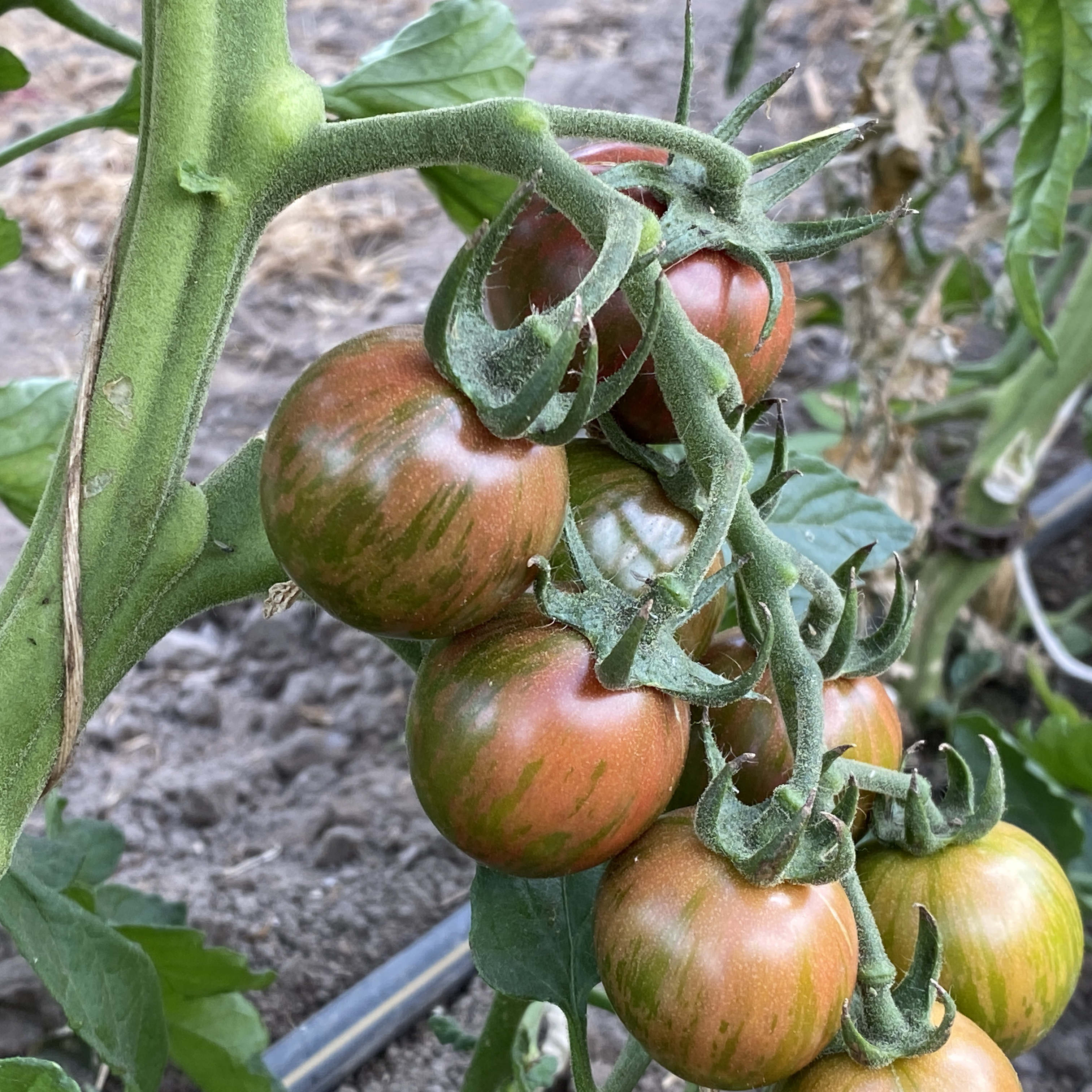 Tomatensaatgut Purple Bumble Bee