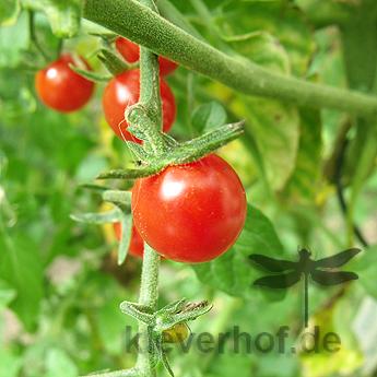 Rote leckere Cherry Tomatenfrucht