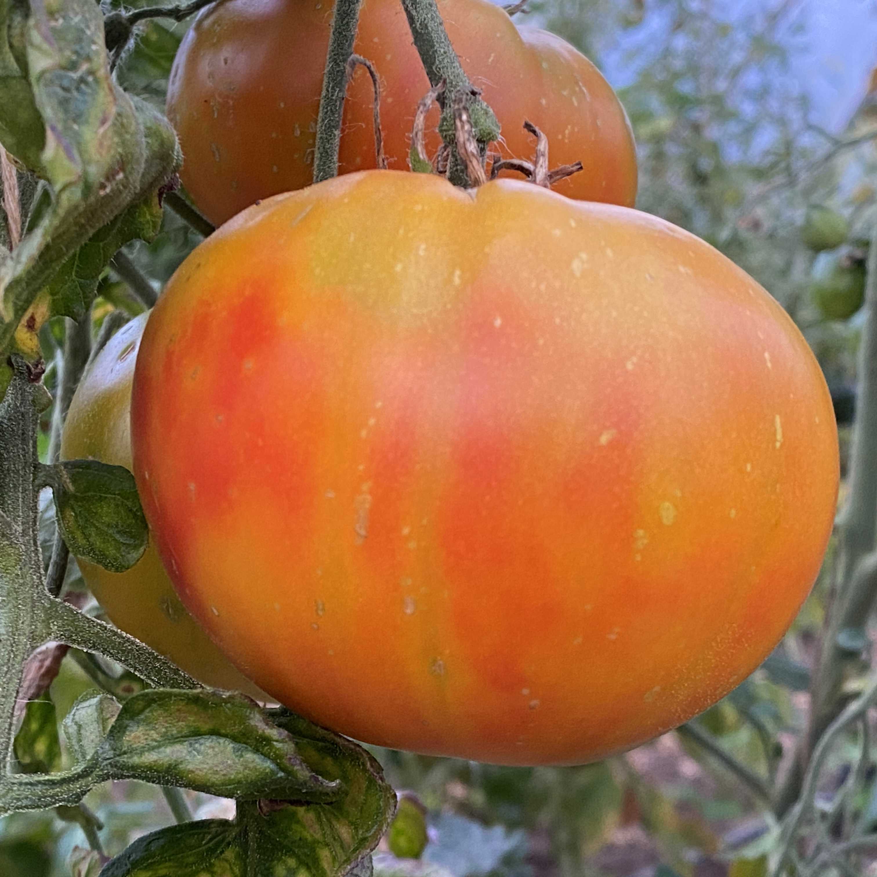 Tomatensaatgut Feuerzauber