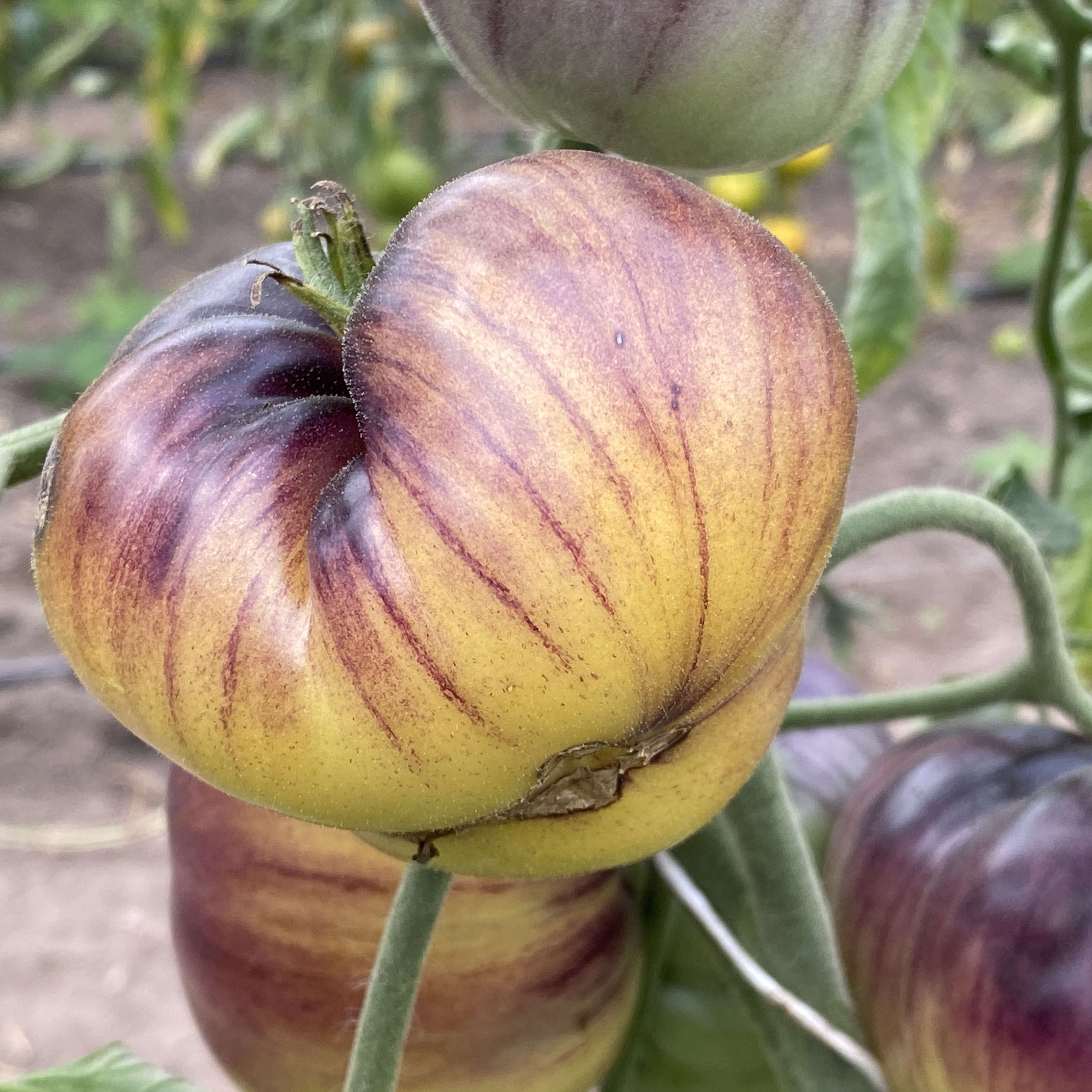 Tomatensaatgut Sart Reloise