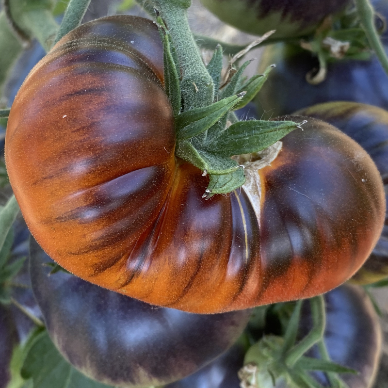 Schöne Orange Tomatenrarität mit blauem Kopf