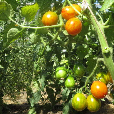 Rot und Orange gestreifte Tomatensorte mit GEschmack