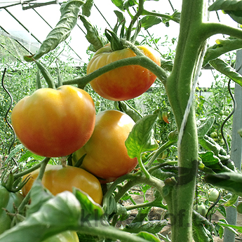 Rote und Orange Tomatenpflanze mit Geschmack