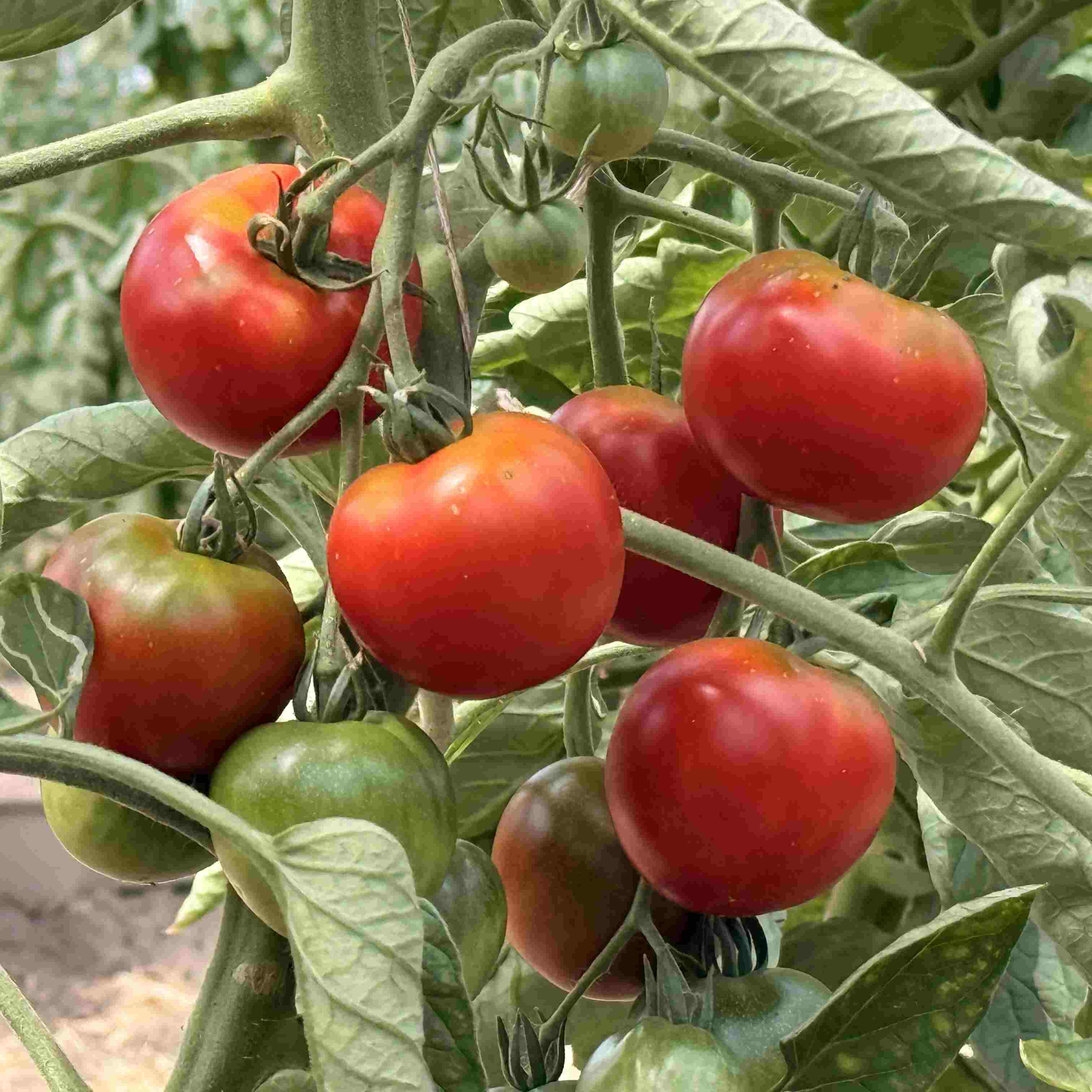 Tomatensaatgut Beymes Erntesegen