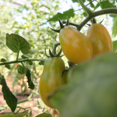 Orange längliche Cherry Tomaten