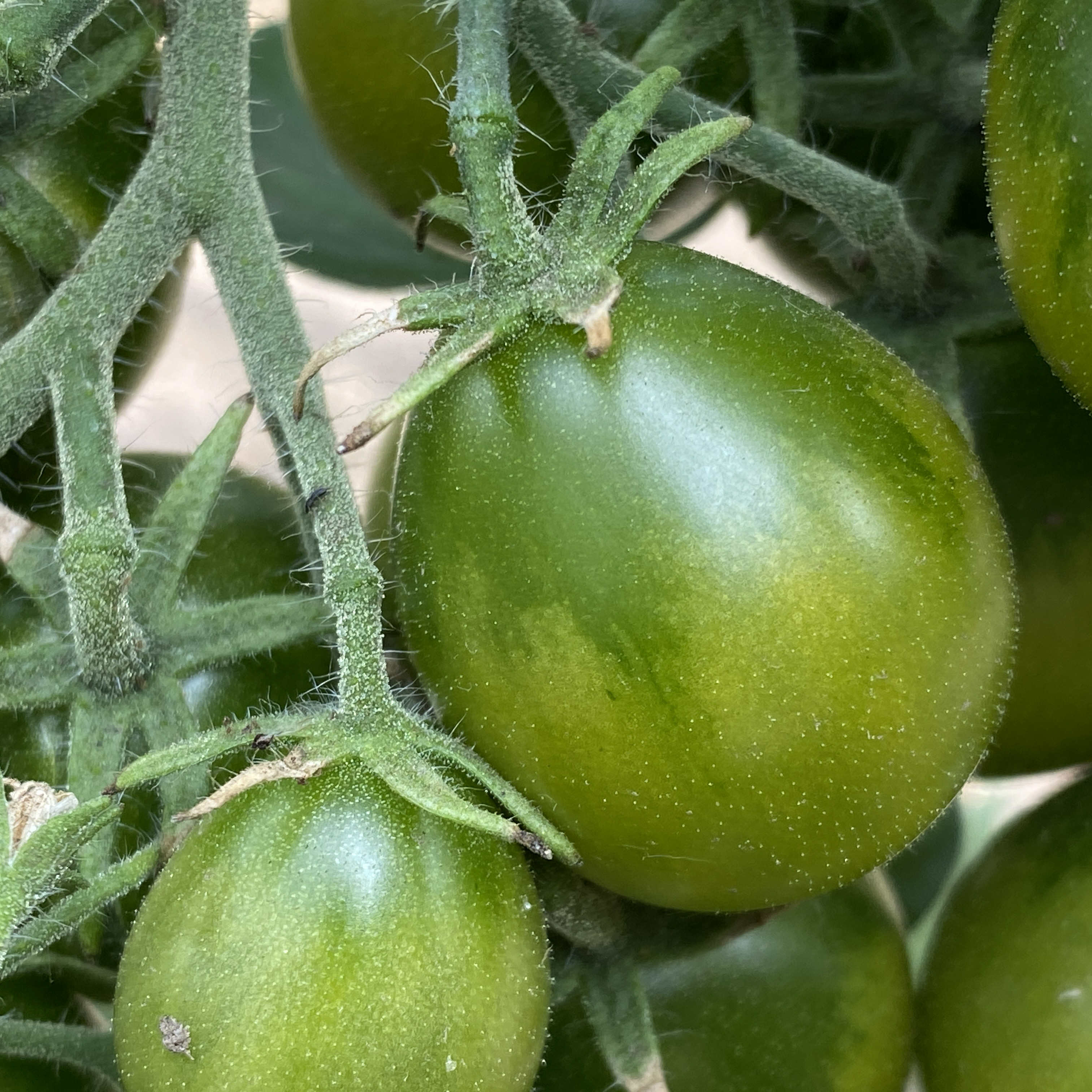 Tomatensaatgut The Grinch