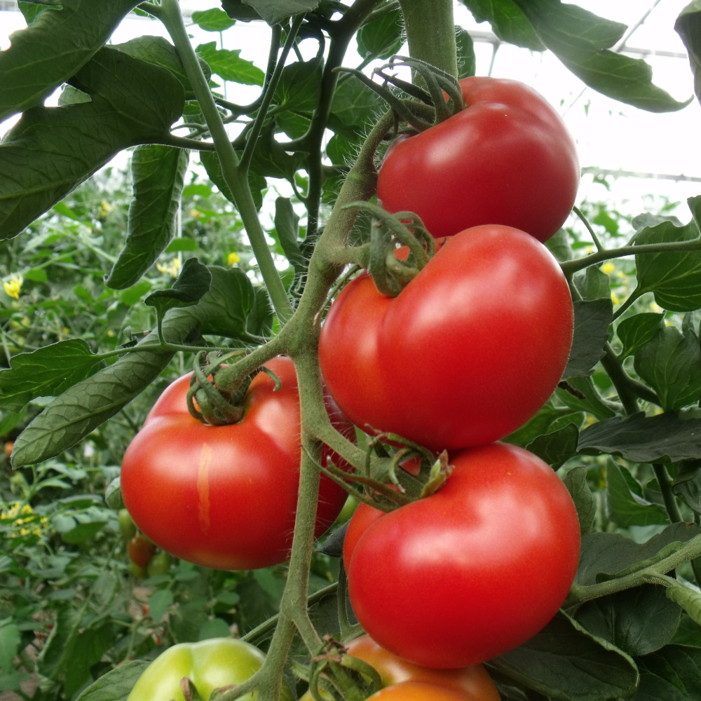 Prallrote Tomatenvielfalt