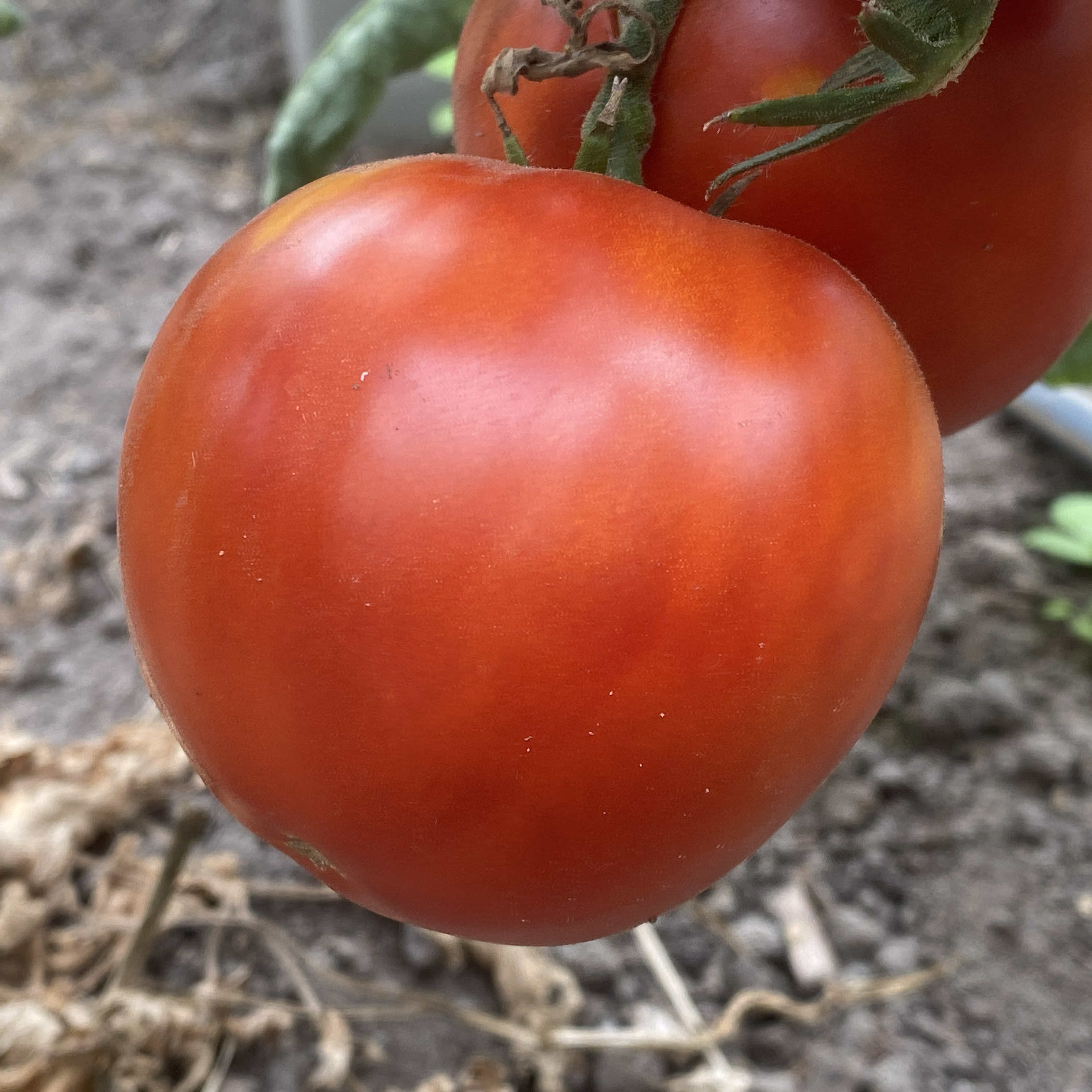 Tomatensaatgut Frembgen's Rheinlands Ruhm