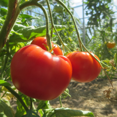 Roter Liebesapfel mit außergewöhnlichem Geschmack