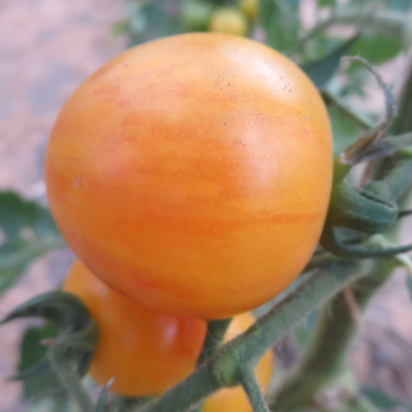 Orange gestreifte Tomatensorte
