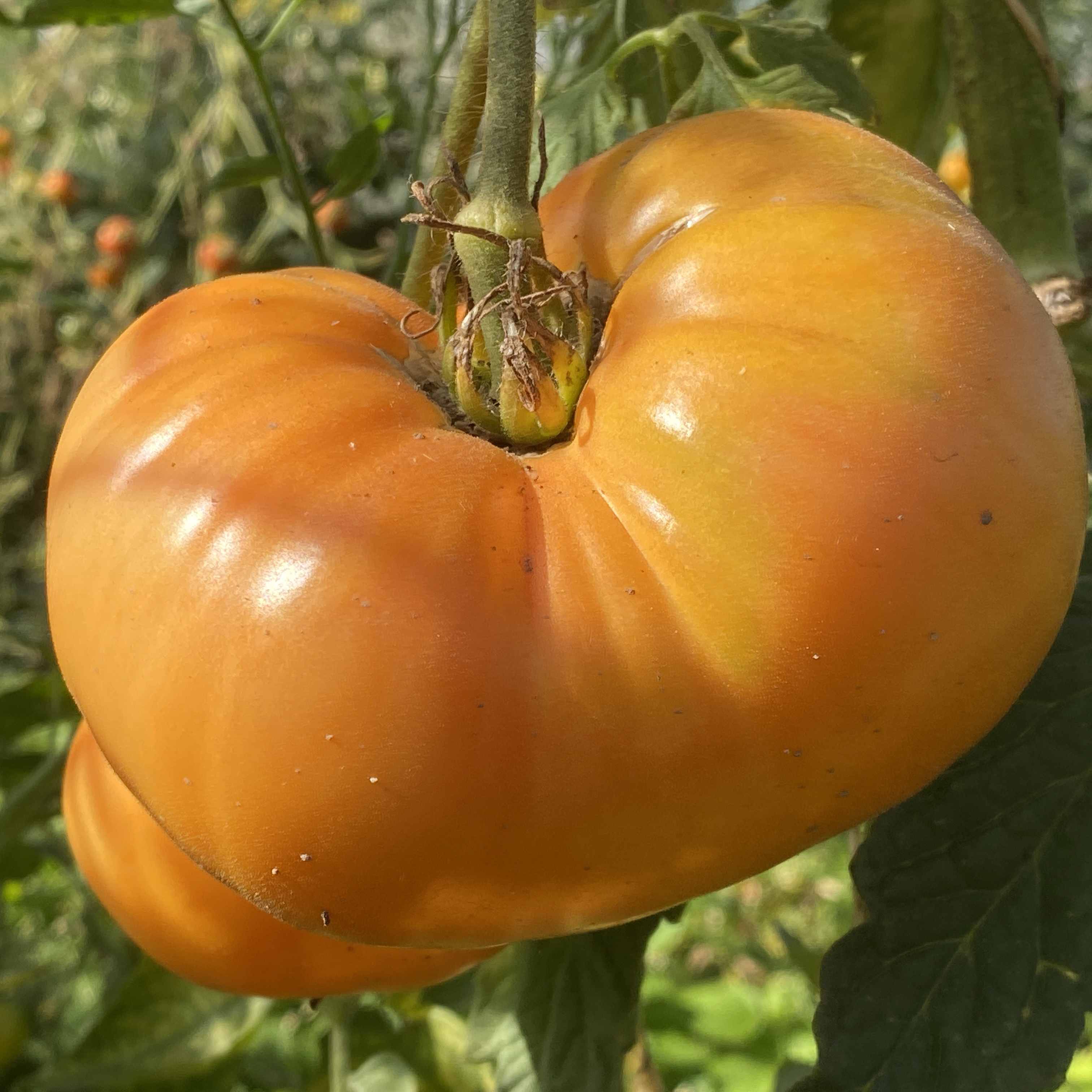 Tomatensaatgut Dixie Golden Giant
