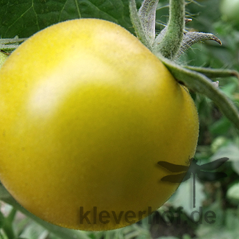 Grün und Gelbe Tomatenvielfalt mit wunderbarem Geschmack