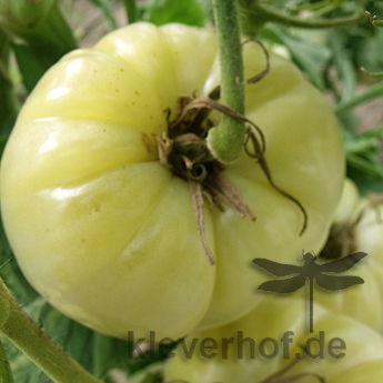 Weiße Tomatensorte mit süßem Geschmack