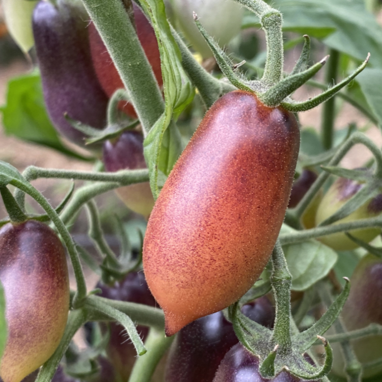 Rot und Blaue längliche Cherry Demeter Tomaten