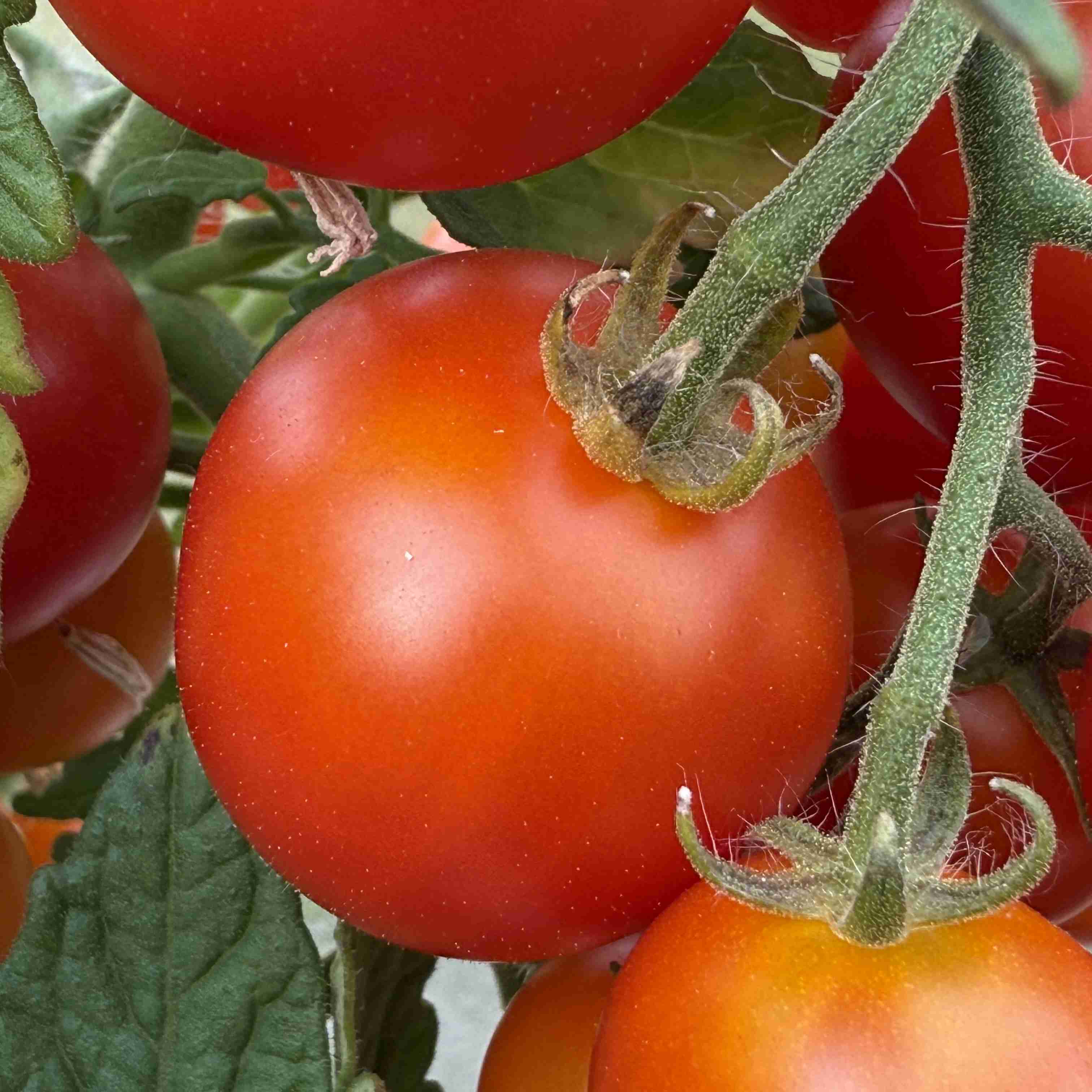 Tomatensaatgut Sweet & Neat Scarlet