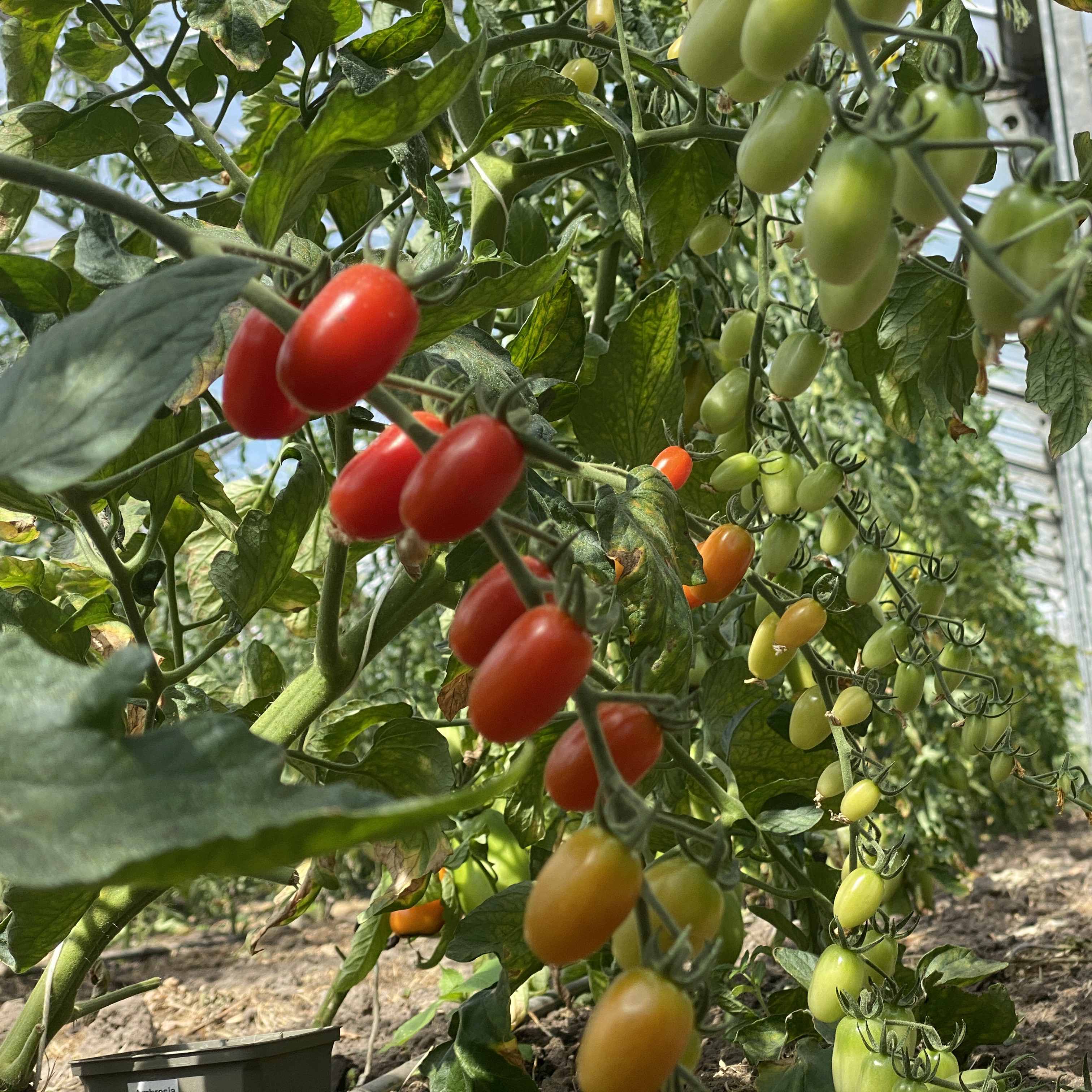 Tomatensaatgut Ambrosia