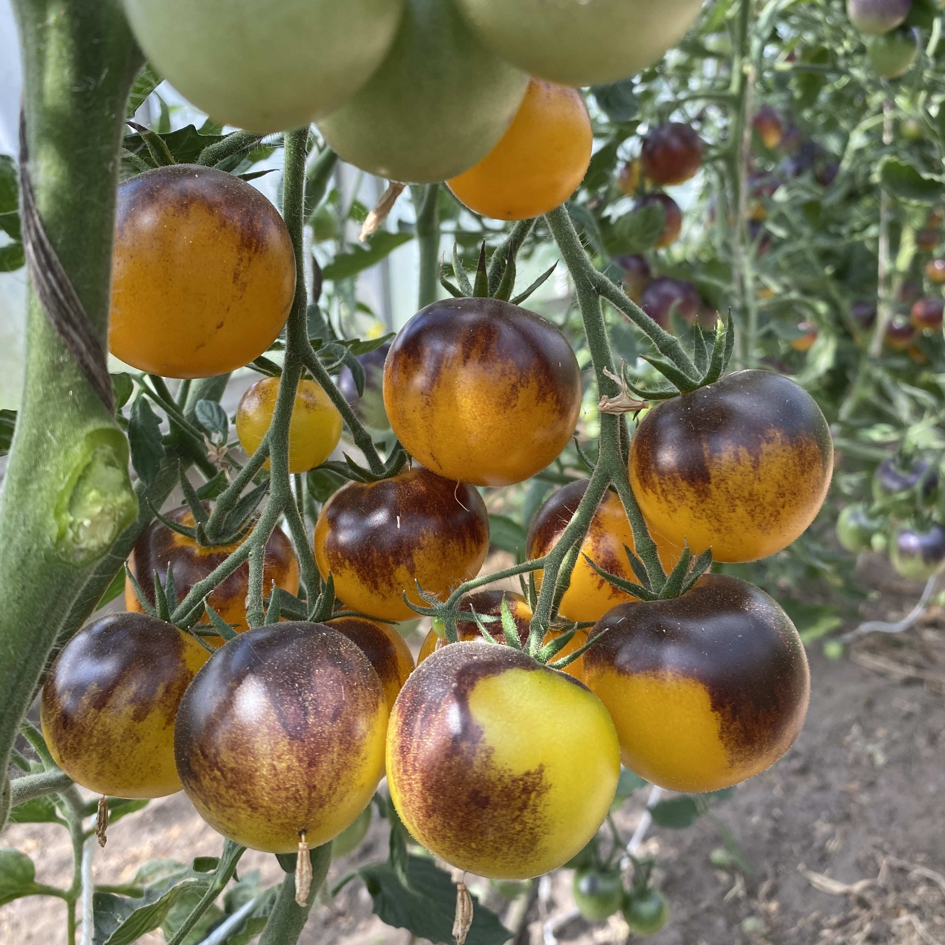 Tomatensaatgut Bleu Feu