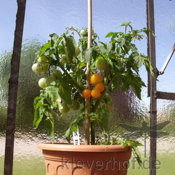 Tomatensaatgut Little Sun
