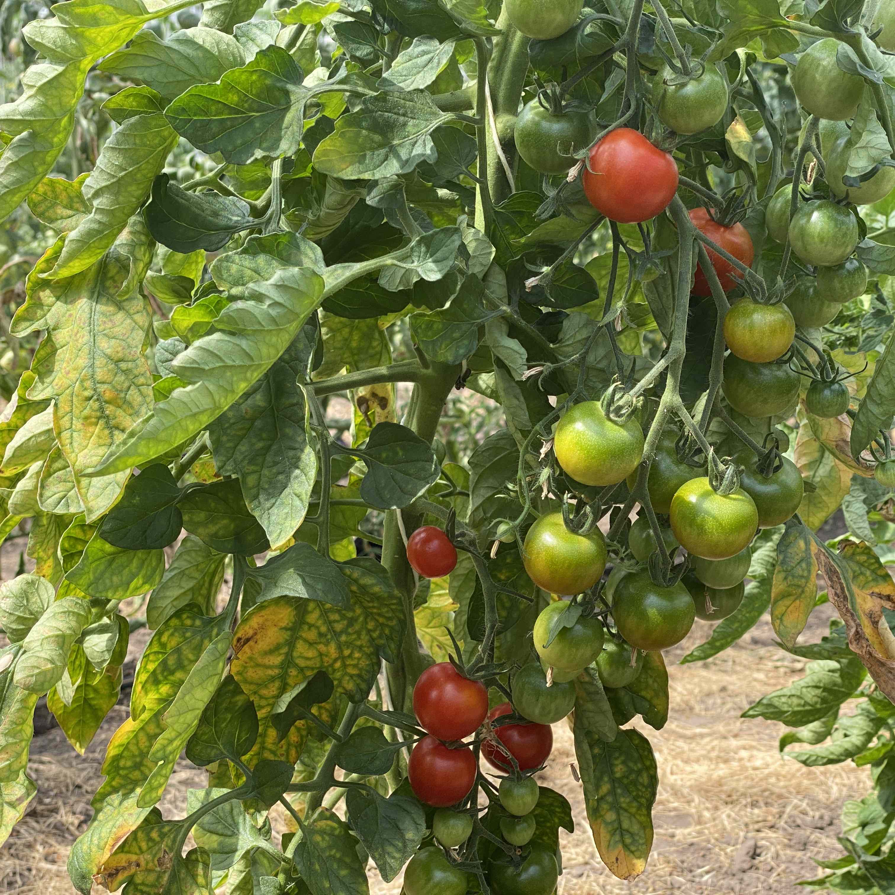 Tomatensaatgut Onkel Gustav