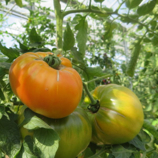 Gelb/Orange Tomatenfrucht mit schönem Geschmack 