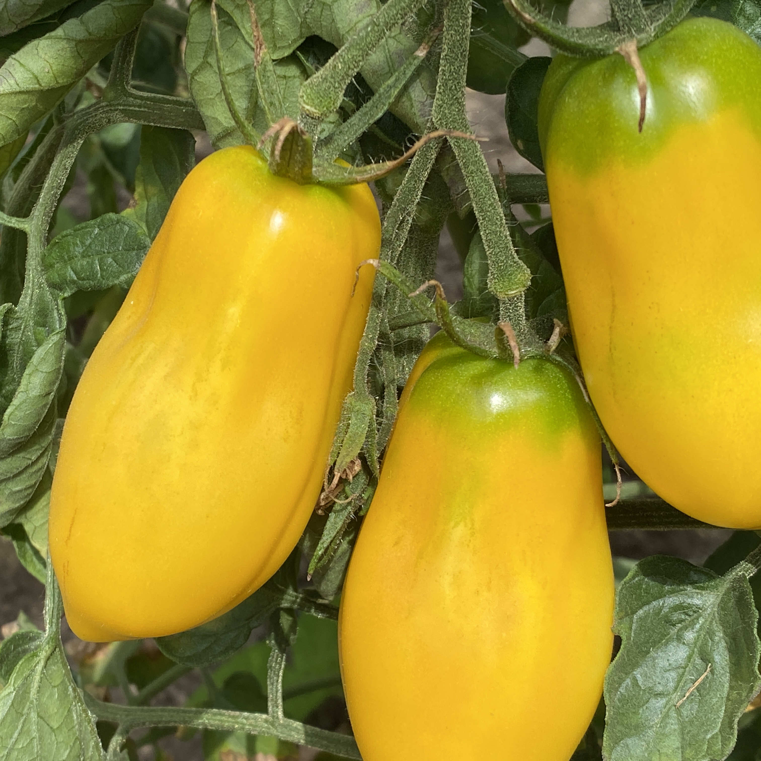 Tomatensaatgut Yellow Bell