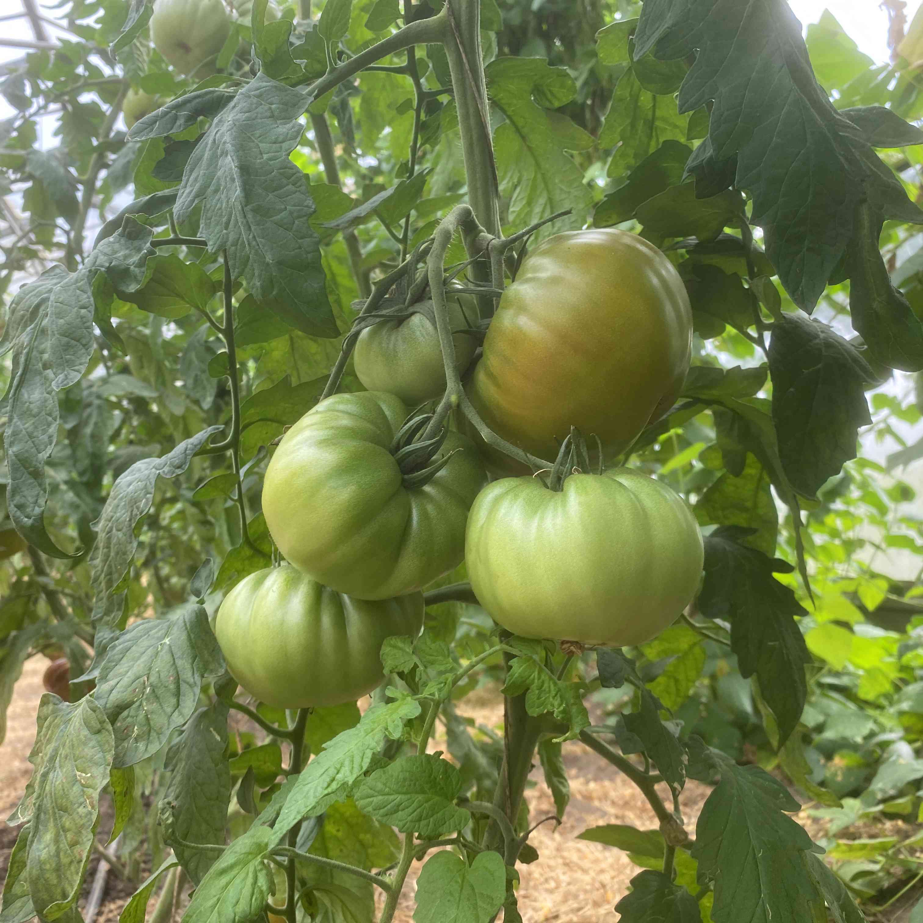 Tomatensaatgut Renegade