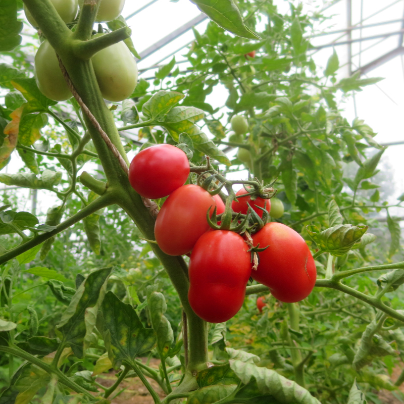 Mehrere kleine pinke Cherrys
