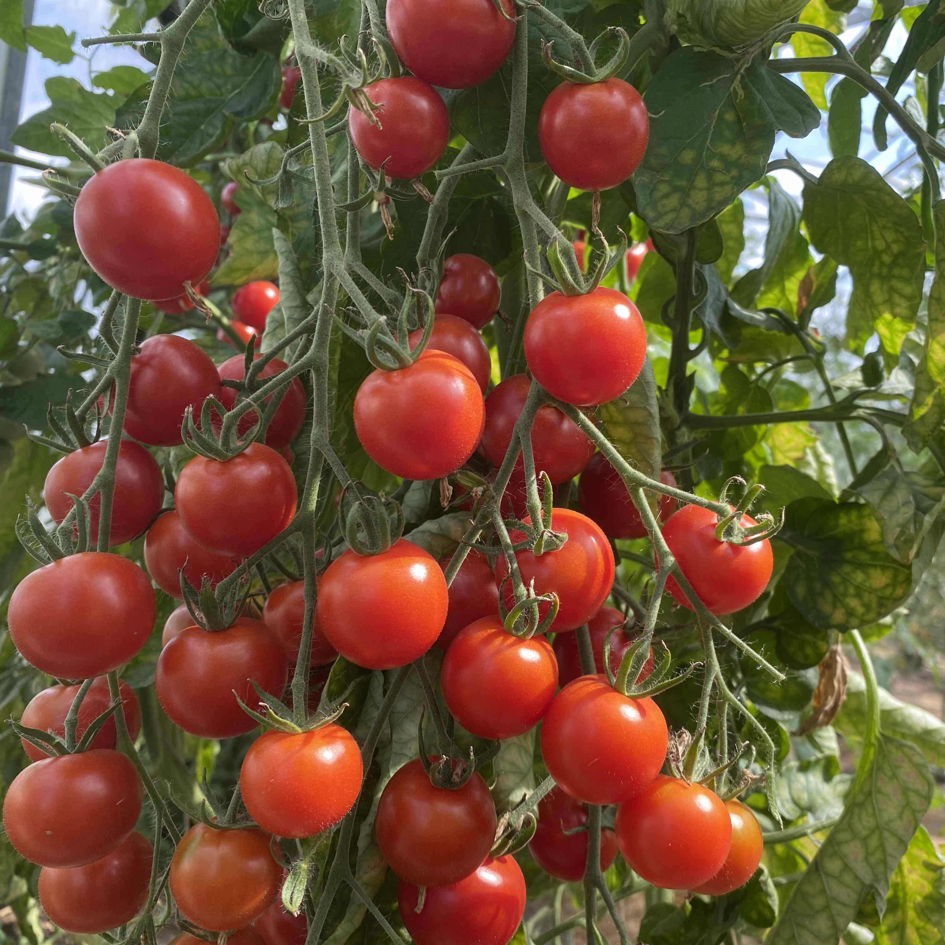 Tomatensaatgut Honig von Mexiko