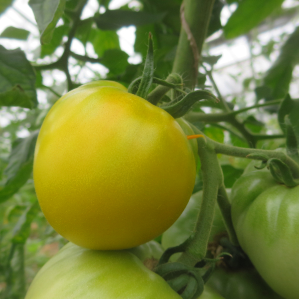 Gelbe und Grüne Tomatenpflanze mit schönem Geschmack