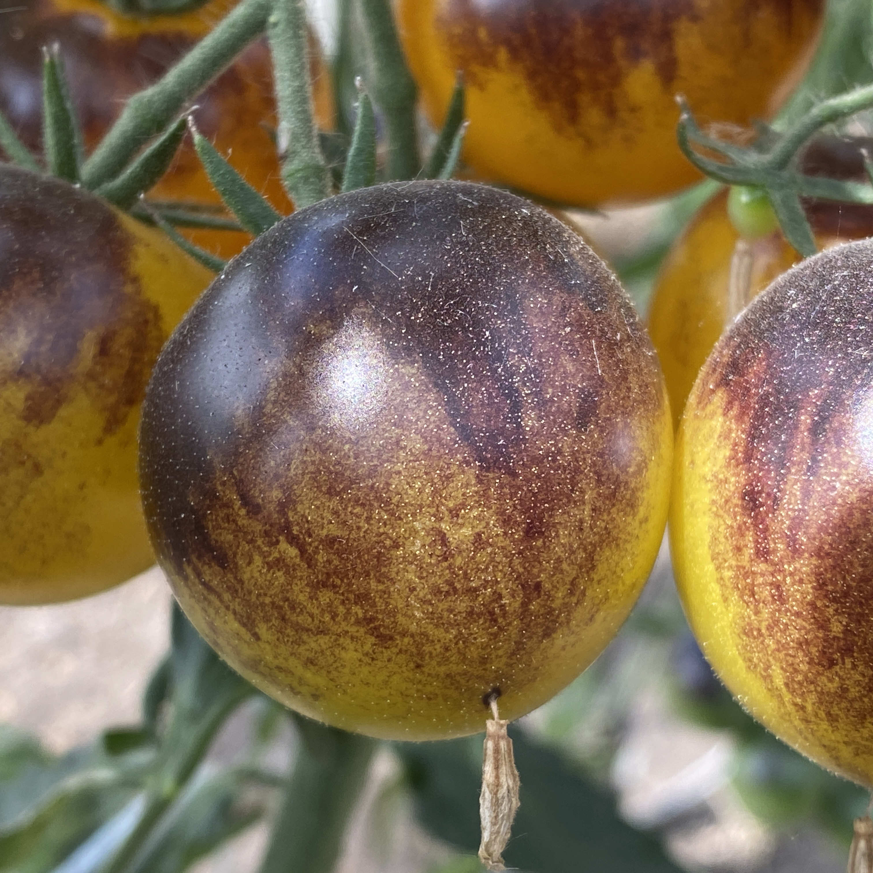 Tomatensaatgut Bleu Feu