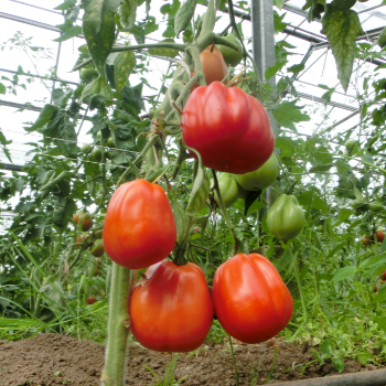 Rote Tomatensorte mit gutem Geschmack