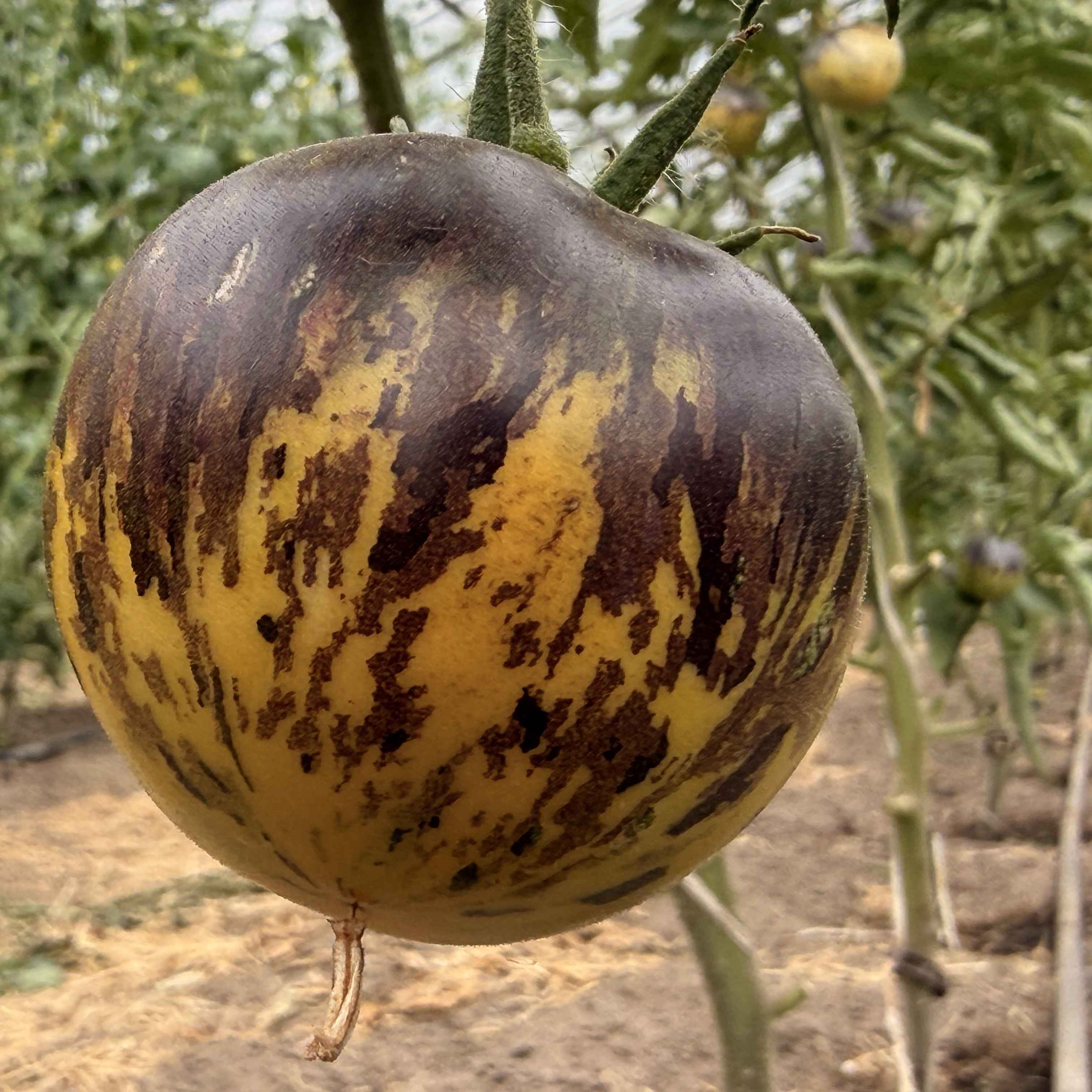 Tomatensaatgut Märchenmond