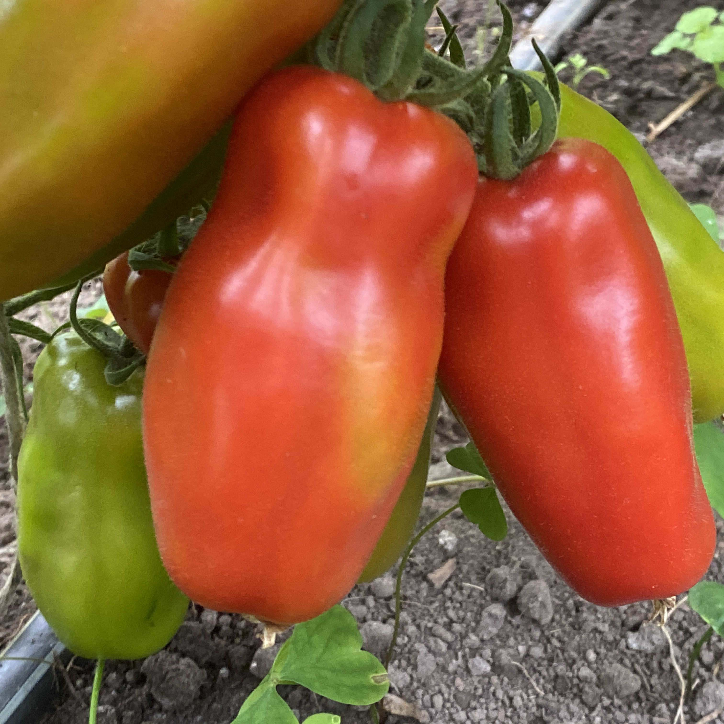 Tomatensaatgut Cheerful Gnome