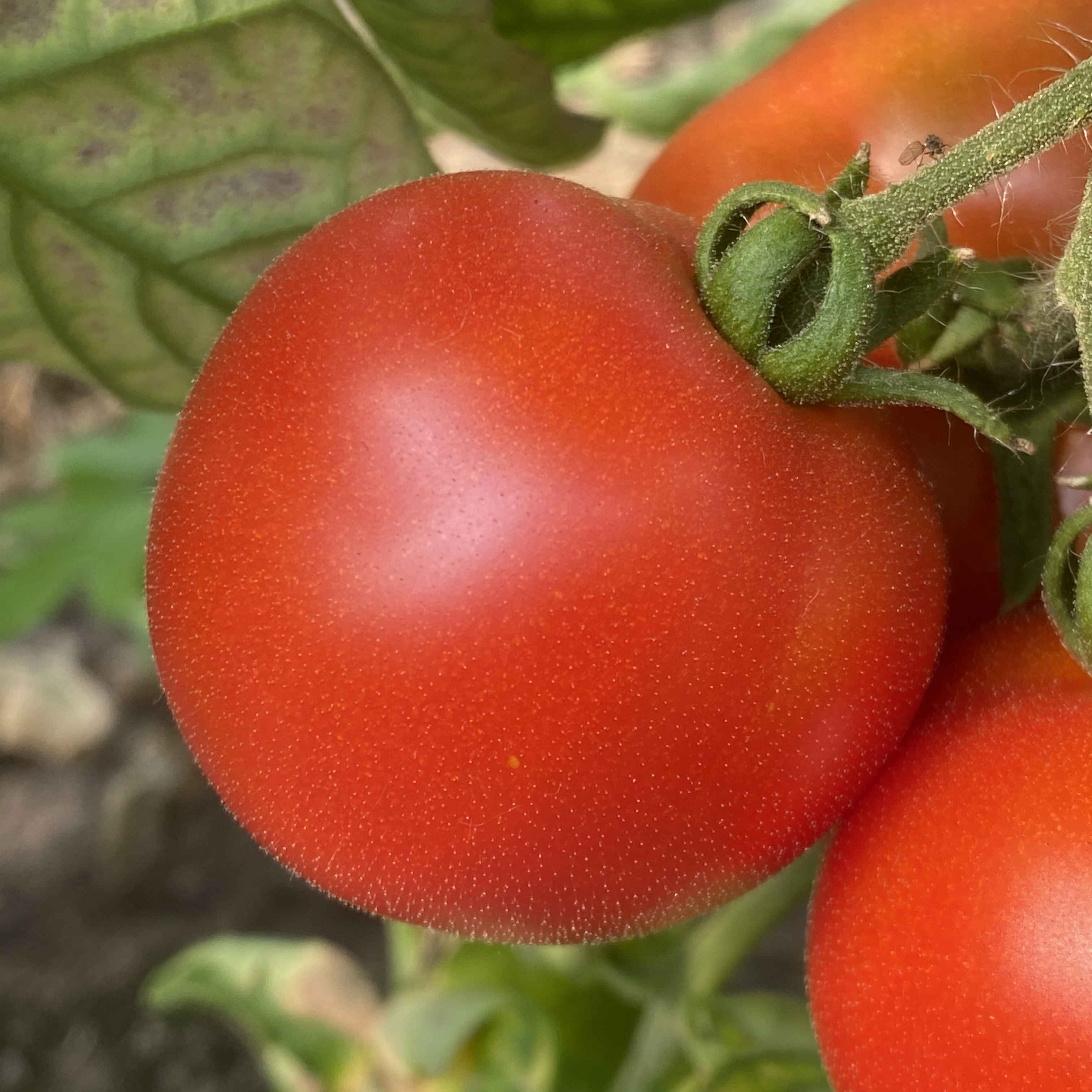 Tomatensaatgut Buissonnante