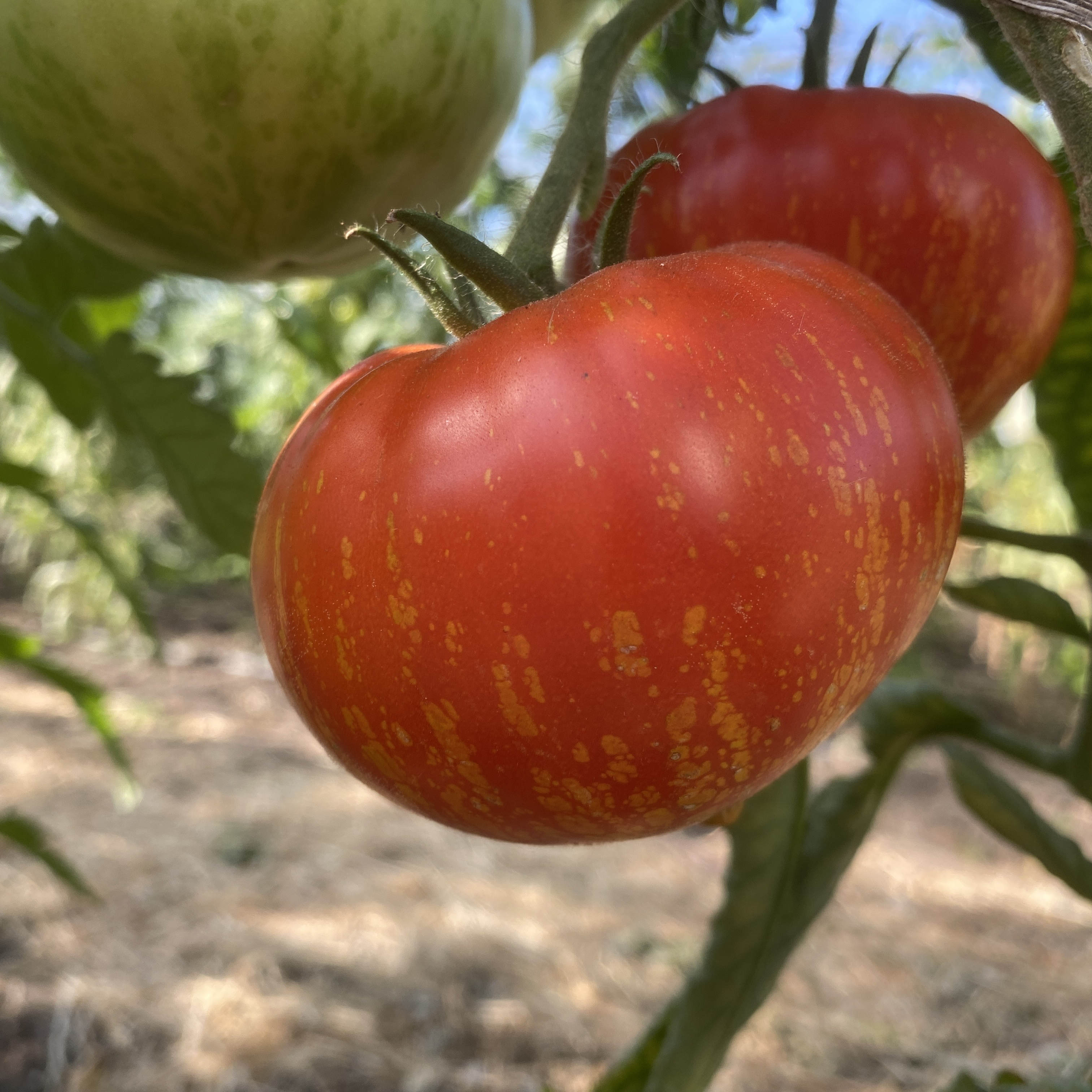 Tomatensaatgut Feuerwerk