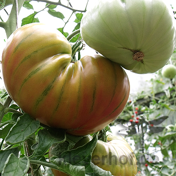 Orange/Grün gestreifte Bio Tomate
