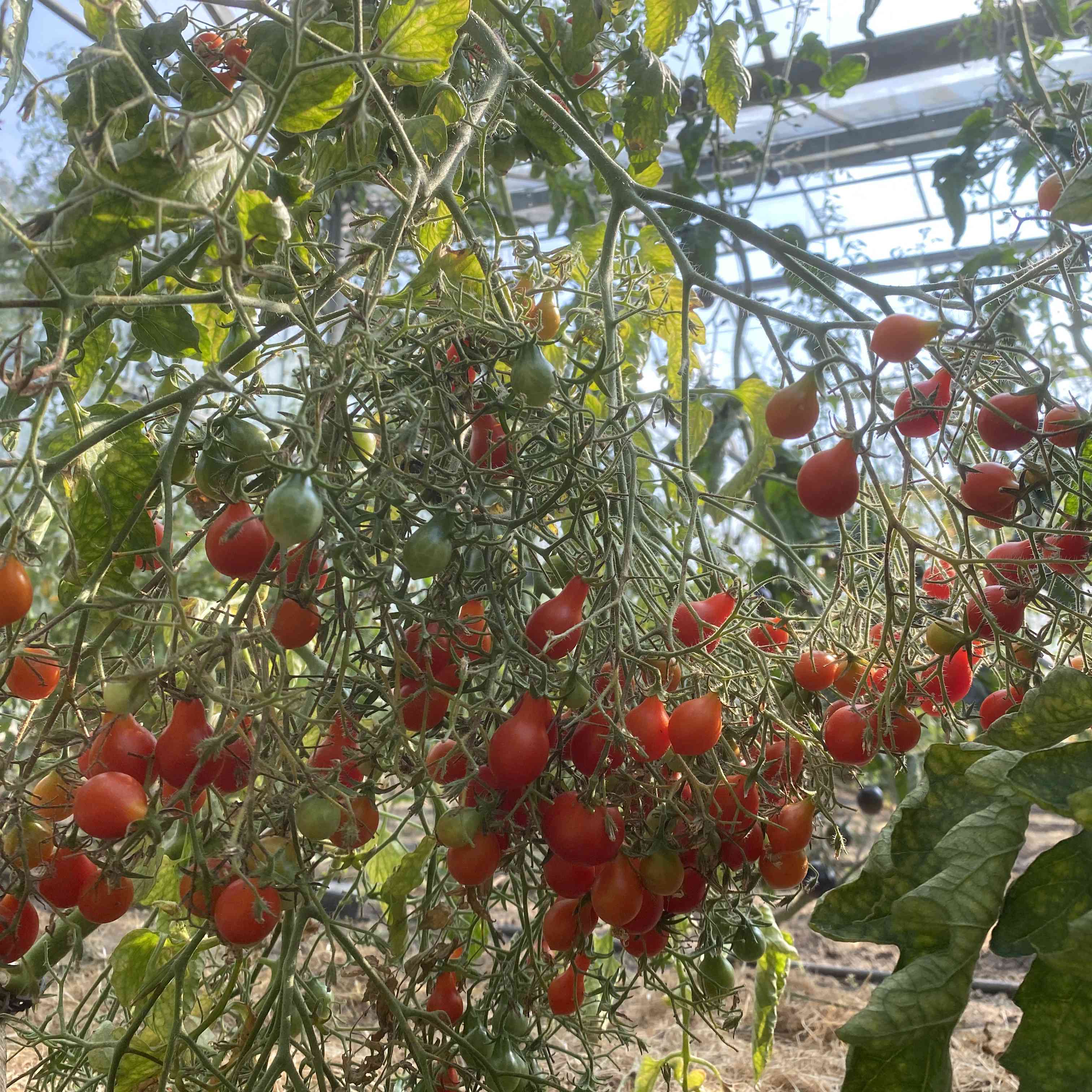 Tomatensaatgut Zauberglöckchen