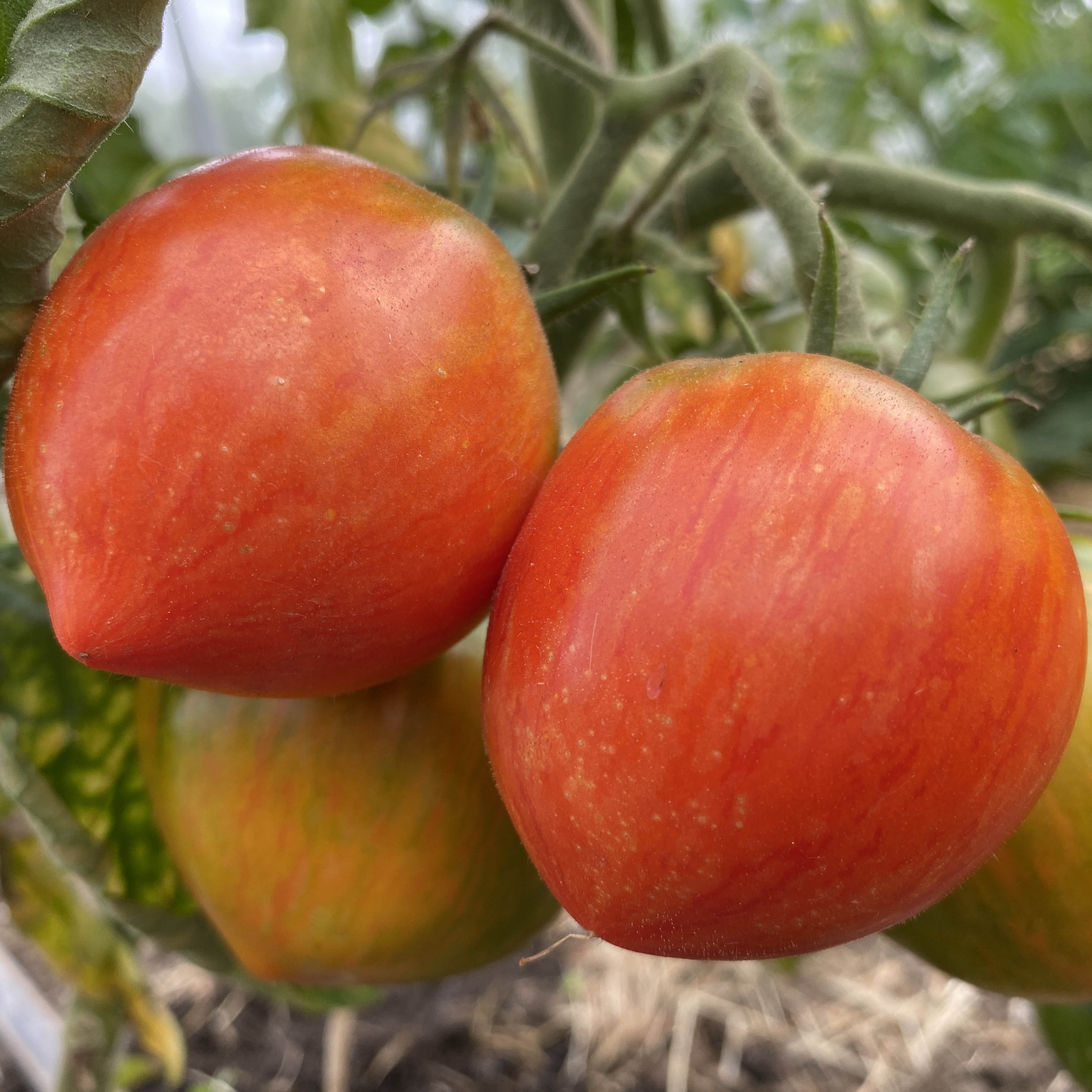 Tomatensaatgut The Oxbow Striped Heart