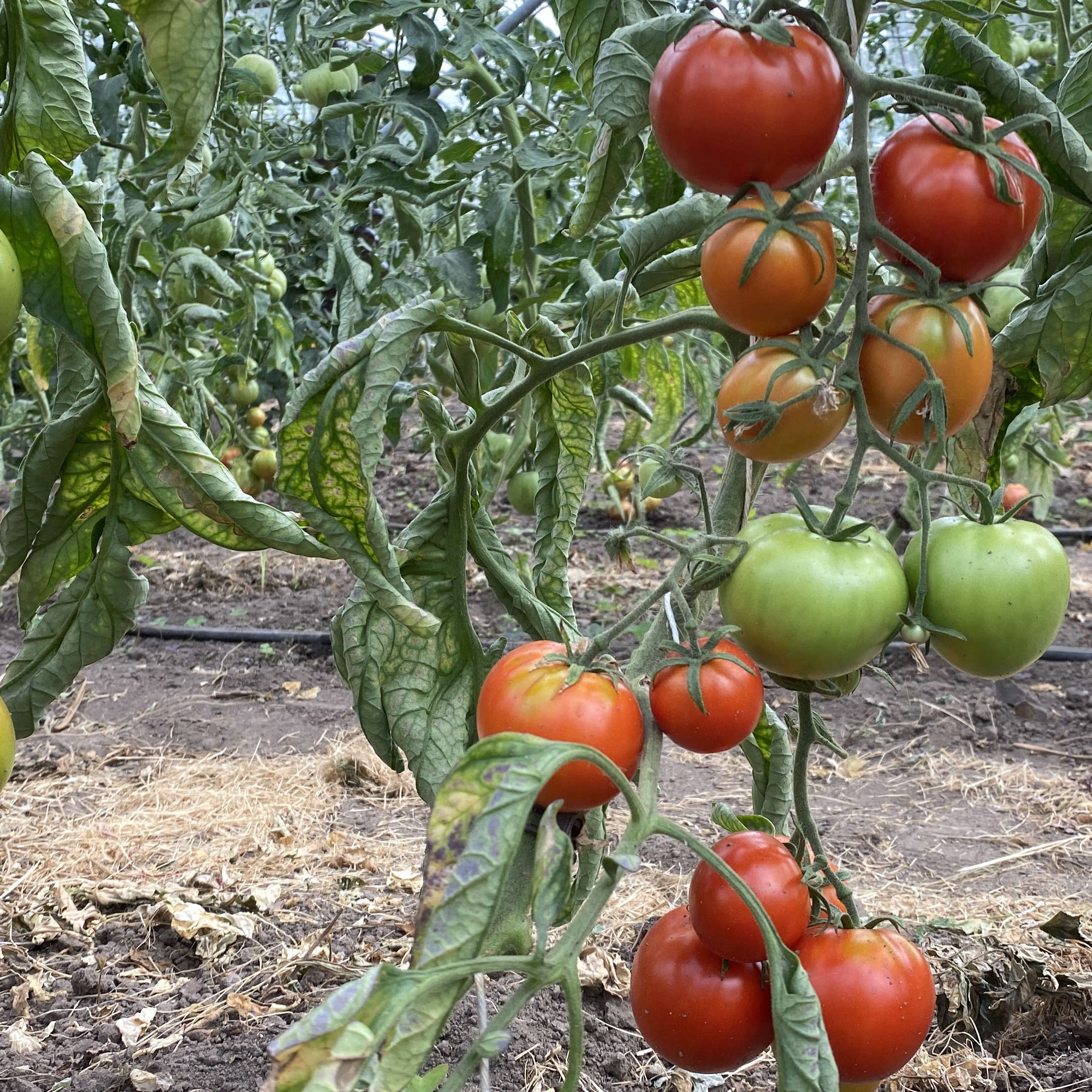 Tomatensaatgut Casaque Rouge